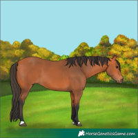 Horse Color:Bay 