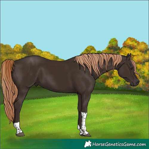 Horse Color:Liver Chestnut Tobiano 