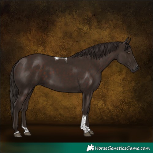 Horse Color:Liver Chestnut Tobiano