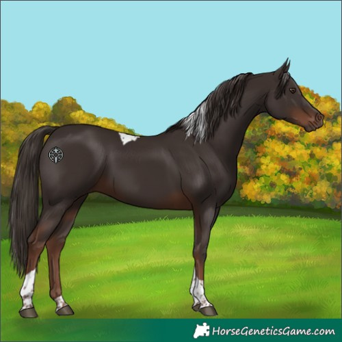 Horse Color:Liver Chestnut Tobiano 
