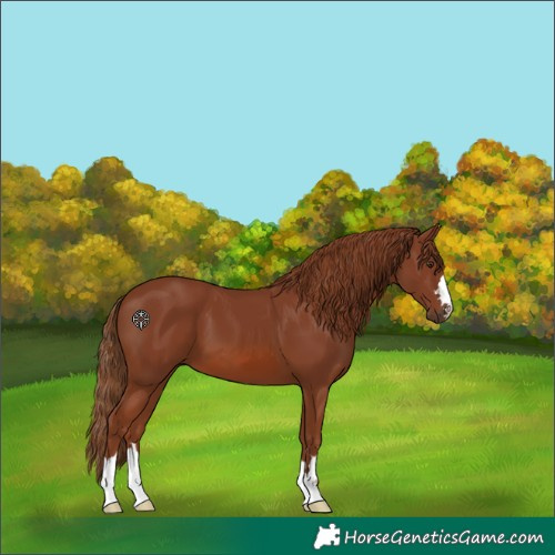 Horse Color:Chestnut 
