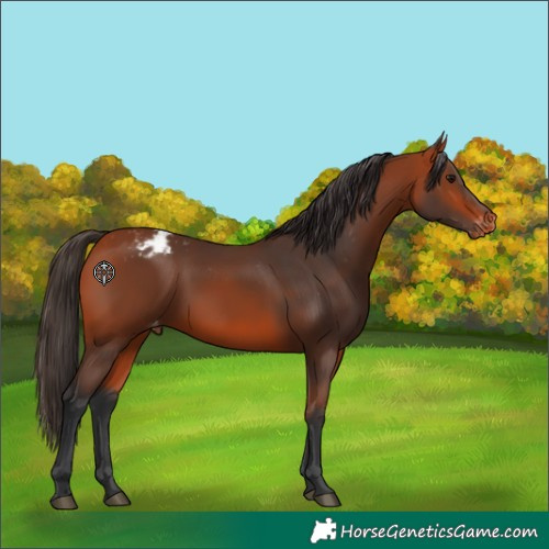 Horse Color:Bay Varnish 