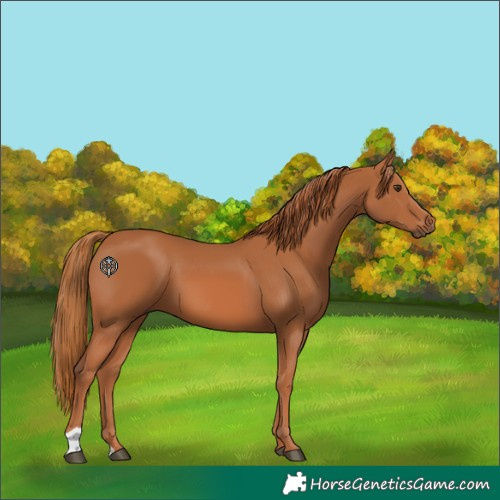 Horse Color:Chestnut 