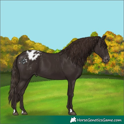 Horse Color:Liver Chestnut Blanket 