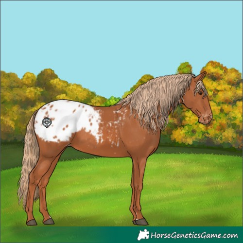 Horse Color:Chestnut Appaloosa 