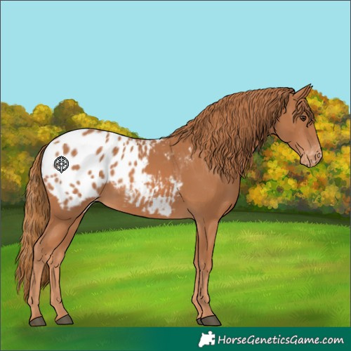 Horse Color:Chestnut Appaloosa 