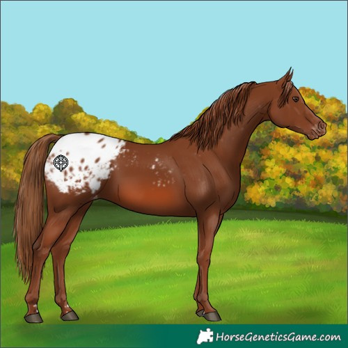 Horse Color:Chestnut Blanket 