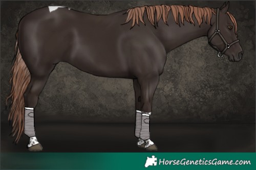 Horse Color:Liver Chestnut Tobiano 