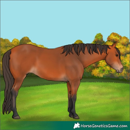 Horse Color:Bay 