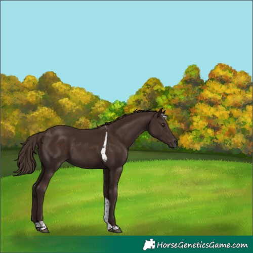 Horse Color:Liver Chestnut Tobiano