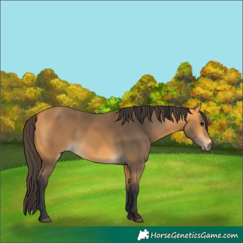 Horse Color:Buckskin 