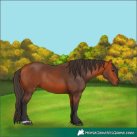 Horse Color:Bay Rabicano 