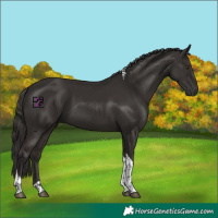Horse Color:Liver Chestnut Tobiano