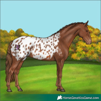 Horse Color:Chestnut Near Leopard 