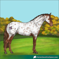 Horse Color:Chestnut Near Leopard