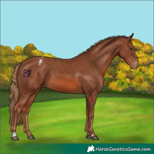 Horse Color:Chestnut Appaloosa 