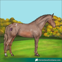 Horse Color:Chestnut Appaloosa