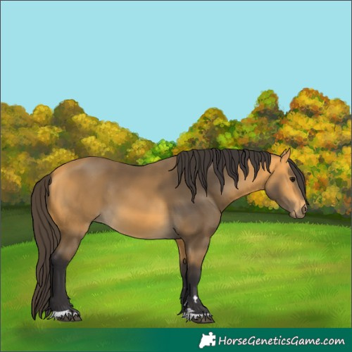 Horse Color:Buckskin 