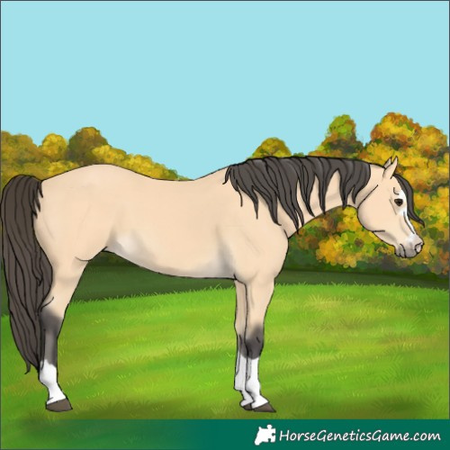 Horse Color:Buckskin 