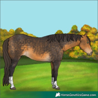 Horse Color:Brown Tobiano