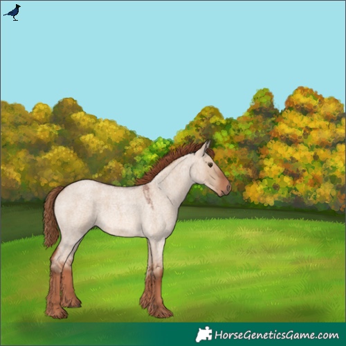Horse Color:Red Dun Roan