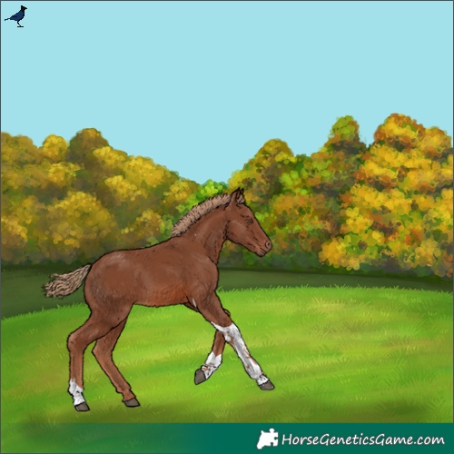Horse Color:Chestnut Tobiano Rabicano
