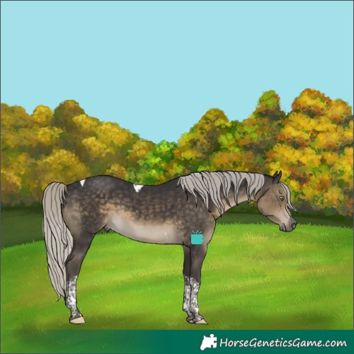 Horse Color:Silver Smoky Black Tobiano