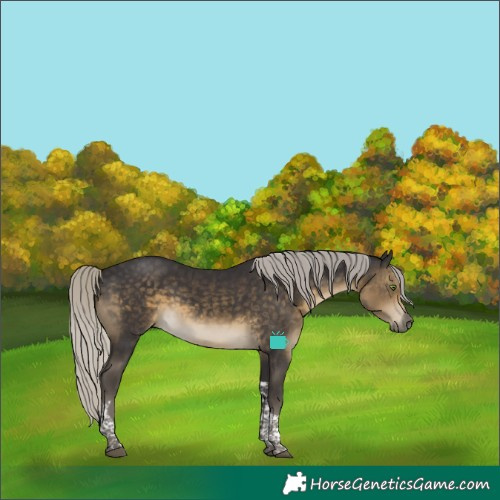 Horse Color:Silver Smoky Black Tobiano 