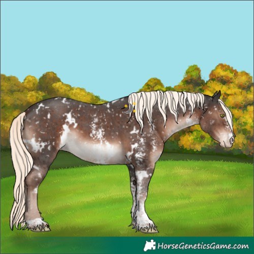 Horse Color:White Spotted Liver Chestnut Mushroom Sabino Appaloosa 