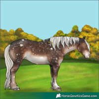 Horse Color:White Spotted Liver Chestnut Mushroom Sabino Blanket