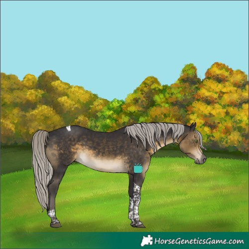 Horse Color:Silver Smoky Black Tobiano