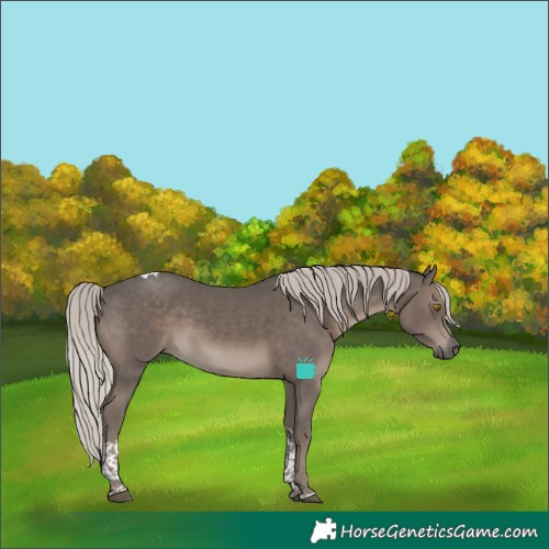 Horse Color:Silver Black Tobiano 