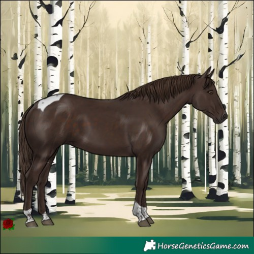 Horse Color:Liver Chestnut Tobiano 