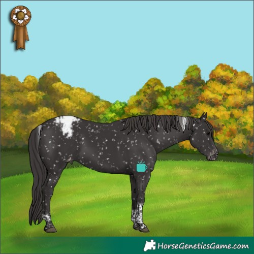 Horse Color:Smoky Black Tobiano Appaloosa 