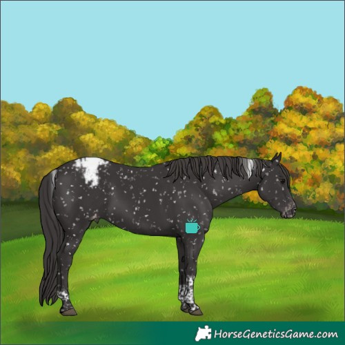 Horse Color:Smoky Black Tobiano Appaloosa 