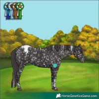 Horse Color:Smoky Black Tobiano Appaloosa