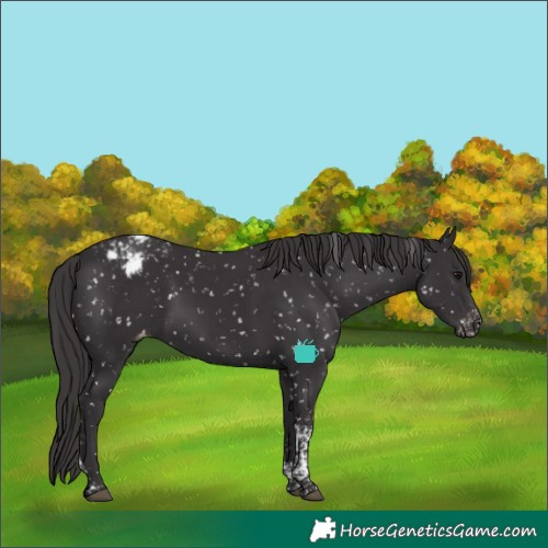 Horse Color:Smoky Black Tobiano Appaloosa 