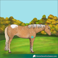 Horse Color:Palomino Tobiano Snowcap