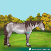 Horse Color:Chocolate Grullo Chinchilla Tobiano