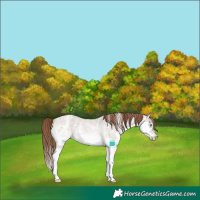 Horse Color:Bay Roan Dun Sabino Splash Blanket