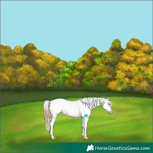 Horse Color:Buckskin Dun Sabino Splash Frame Appaloosa