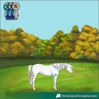 Horse Color:Buckskin Roan Dun Splash Appaloosa