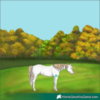 Horse Color:Buckskin Roan Dun Splash Appaloosa 
