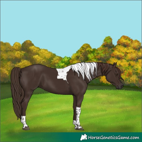 Horse Color:Liver Chestnut Tobiano 