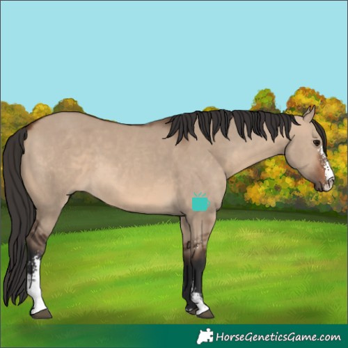 Horse Color:Brown Dun Sabino 