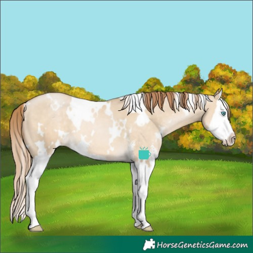 Horse Color:White Spotted Buckskin Pearl Dun Sabino Splash 