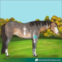 Horse Color:Buckskin Sabino Rabicano