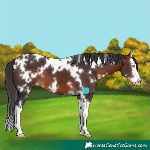 Horse Color:White Spotted Brown Splash 