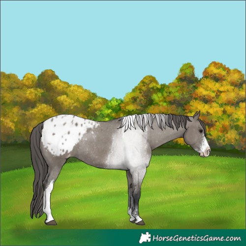 Horse Color:Grullo Sabino Tobiano Appaloosa Rabicano