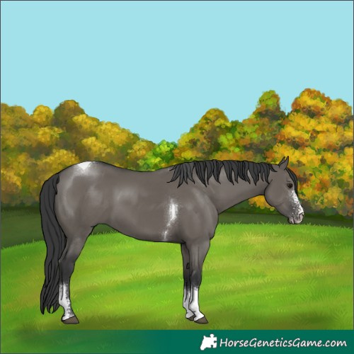 Horse Color:Grullo Sabino Tobiano 